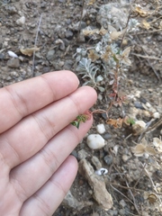 Euphorbia taurinensis