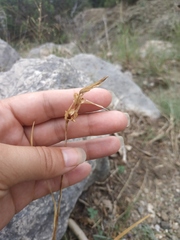 Gladiolus imbricatus