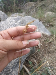 Gladiolus imbricatus