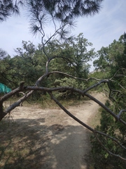 Pinus brutia pityusa