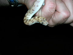 Phyllorhynchus decurtatus