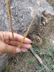 Gladiolus imbricatus