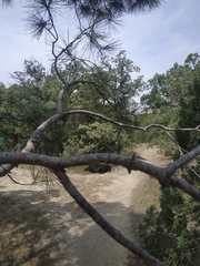 Pinus brutia pityusa