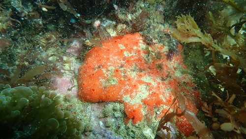 photo of Demosponges (Demospongiae)