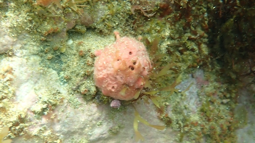photo of Pink Golf Ball Sponge (Tethya bergquistae)