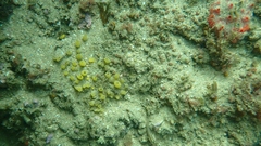 Ciocalypta polymastia