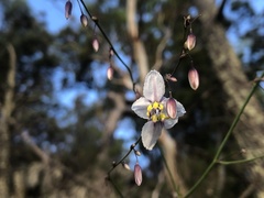 Arthropodium milleflorum