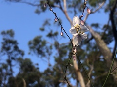 Arthropodium milleflorum