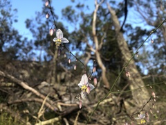 Arthropodium milleflorum