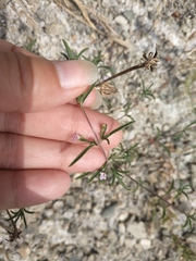 Satureja hortensis