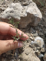 Satureja hortensis