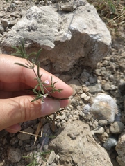 Satureja hortensis