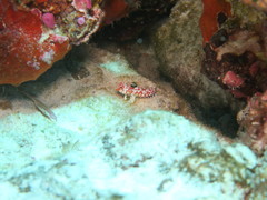 Synchiropus stellatus