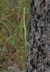 Tropidoderus rhodomus