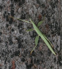 Tropidoderus rhodomus