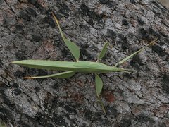 Tropidoderus rhodomus