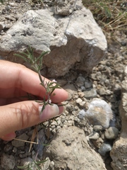 Satureja hortensis