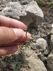 Satureja hortensis