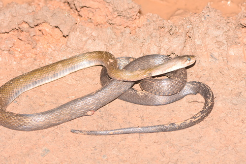 Coelognathus flavolineatus