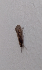 Eriocottis paradoxella