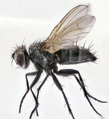 Admontia seria