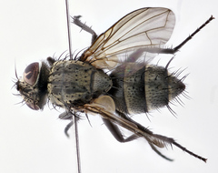 Admontia seria
