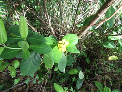 Stigmaphyllon paralias