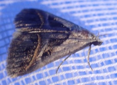 Acantholipes trimeni