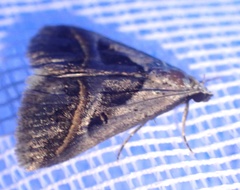 Acantholipes trimeni