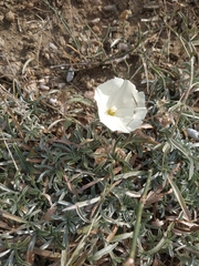 Convolvulus holosericeus