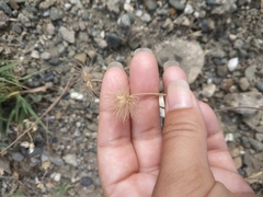 Pterocephalus plumosus