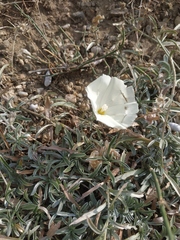 Convolvulus holosericeus