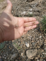 Pterocephalus plumosus