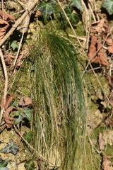 Festuca heterophylla