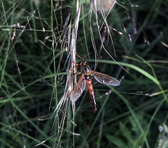 Neosaropogon
