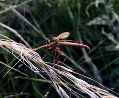 Neosaropogon