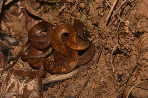 Rhabdophis conspicillatus