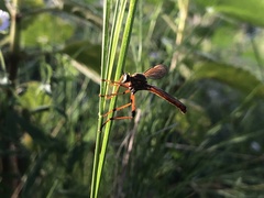 Neosaropogon