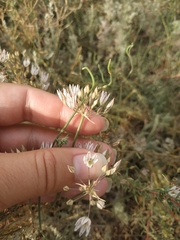 Allium moschatum