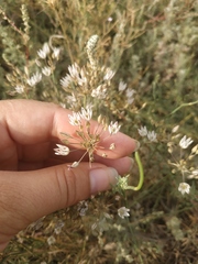 Allium moschatum