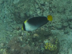 Chaetodontoplus mesoleucus