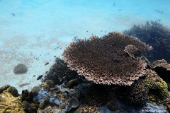 Acropora indonesia