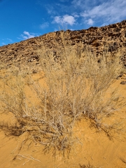 Haloxylon persicum
