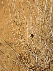 Haloxylon persicum