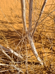 Haloxylon persicum