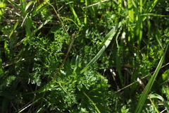 Chaerophyllum rubellum