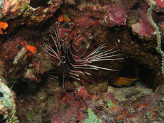 Pterois radiata
