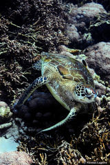 Chelonia mydas