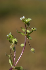 Stellaria ruderalis