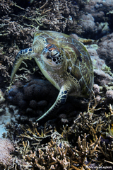 Chelonia mydas